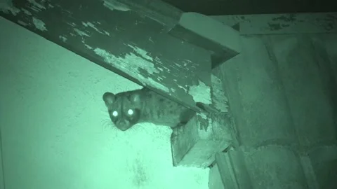 Common Palm Civet, Malaysia Stock Footage 133320220