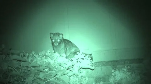 Common Palm Civet, Malaysia Stock Footage 133320562