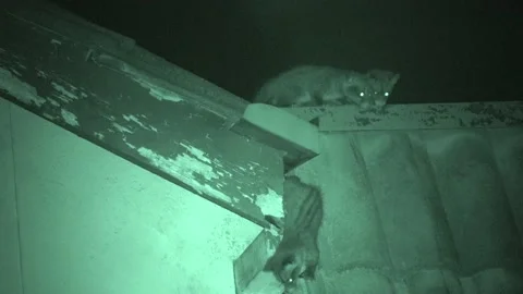 Common Palm Civet, Malaysia Stock Footage 133320720