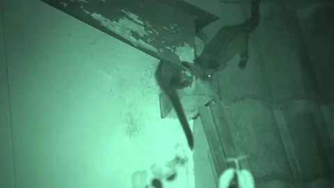 Common Palm Civet, Malaysia Stock-Footage 133320733