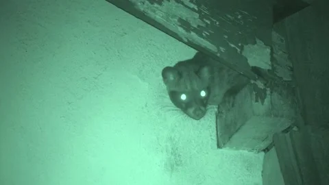 Common Palm Civet, Malaysia Stock Footage 133321385