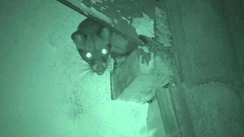 Common Palm Civet, Malaysia Stock Footage 133322016