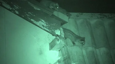 Common Palm Civet, Malaysia Stock-Footage 133322376