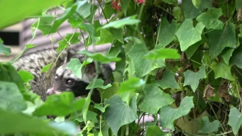 Common Palm Civet, Malaysia Stock Footage 133322601