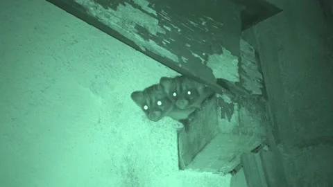 Common Palm Civet, Malaysia Stock Footage 133322697