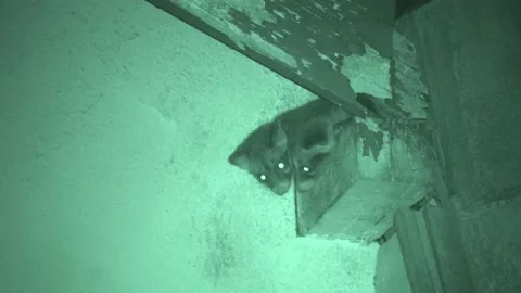 Common Palm Civet, Malaysia Stock Footage 133323044