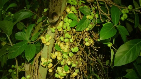 Common Palm Civet, Malaysia Video stock 202064921