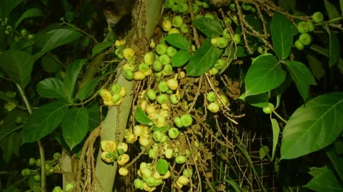 Common Palm Civet, Malaysia Video stock 202064958