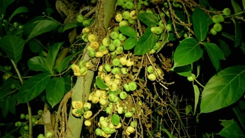 Common Palm Civet, Malaysia Stock Footage 202065076