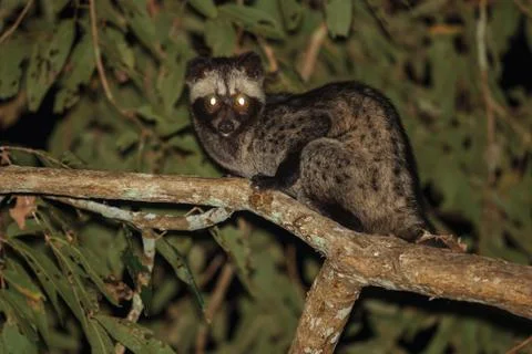 Common Palm Civet Stock Photos
