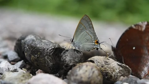 The Common Palmfly and Common Tit Butterfly sucking and eating mineral in feces Stock Footage 132020373