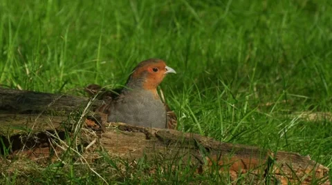 Common partridge (Perdix perdix) on a meadow Stock Footage 50848445