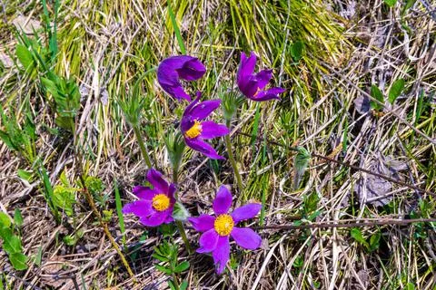 Common pasque has bluish-purple or dark violet flowers Stock Photos