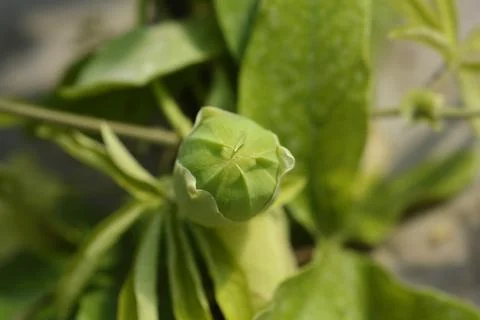 Common passion flower Stock Photos