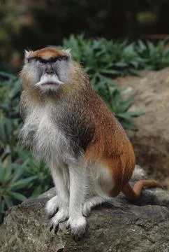 Common patas monkey Stock Photos