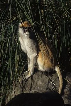 Common patas monkey Stock Photos