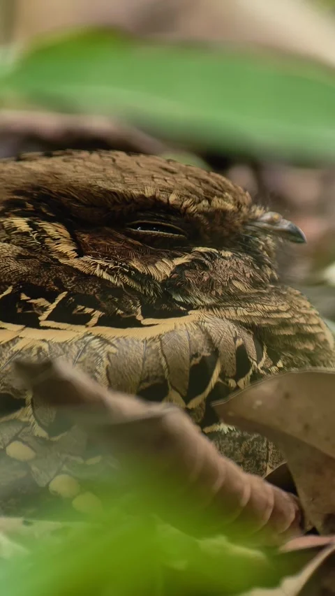 Common Pauraque Camouflaged on Leaf Litter Opening Eye Stock Footage 346549626