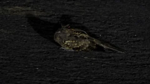 Common Pauraque at night with glowing red eye shine - Nyctidromus albicollis Stock-Footage 342258777