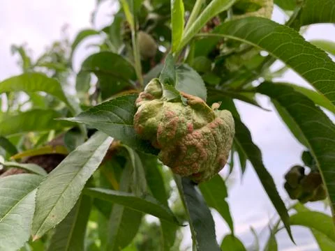 Common Peach Disease Leaf Curl Marsupial Taphrina deformans Ascomycetes, Ascomyc Stock Photos