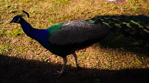 Common peacock in the park Stock Footage 151036335