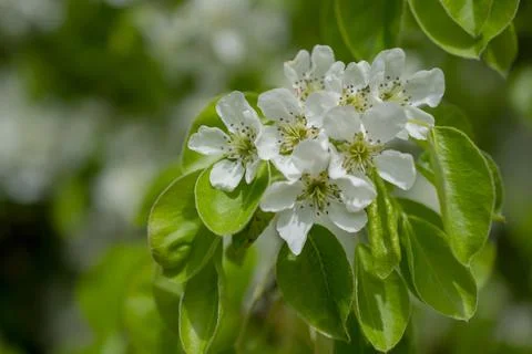 Common pear blossoms on a cloudy spring day in Northern Europe. Stock Photos