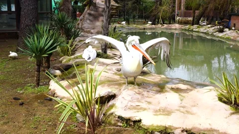 Common pelican flaps its wings in the park Video stock 151466120