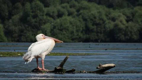 Common pelican standing Stock Photos