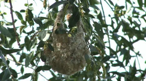 Common penduline tit Stock Footage 24712192