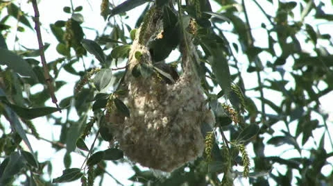 Common penduline tit Video stock 24712247