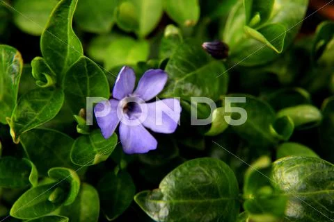 Common periwinkle Stock Photos