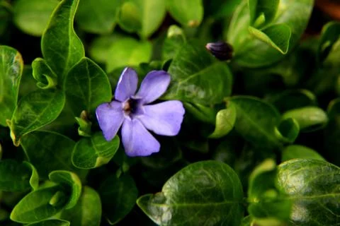 Common periwinkle Stock Photos