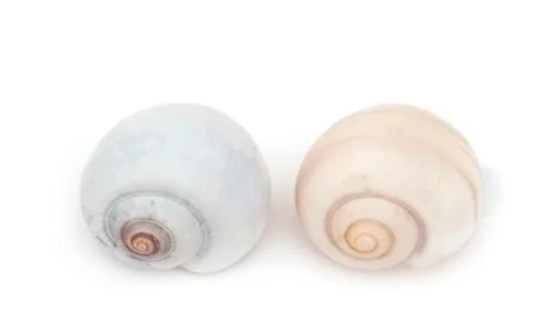 Common periwinkle Fotos Stock