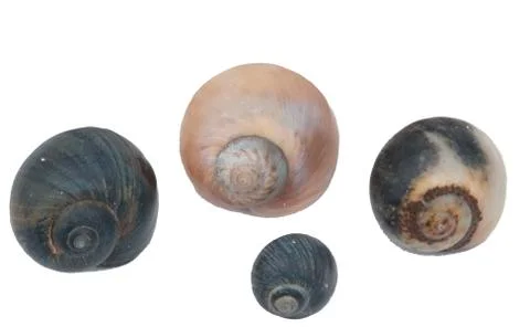 Common periwinkle Stockfoto's