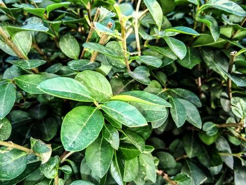 Common periwinkle plant - close up Stock-Fotos