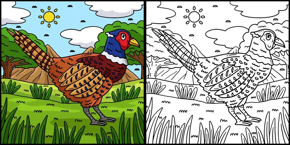 Common Pheasant Bird Coloring Page Illustration Stock Illustration
