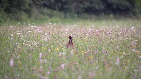 Common pheasant bird sitting and looking around in a wild flower meadow Stock Footage 337704234