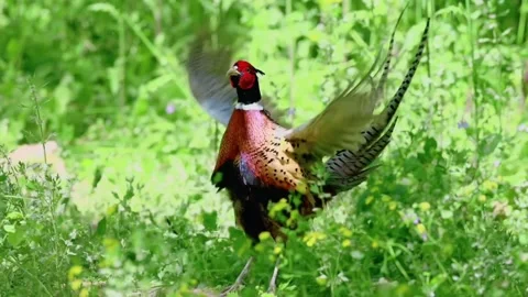 Common pheasant bird in the wild with wings spread in a green meadow Stock Footage 335049410