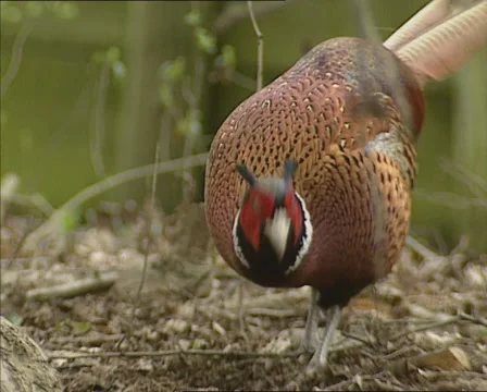 Common pheasant cock foraging - on camera Stock Footage 44806210
