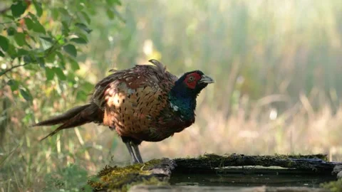 Common Pheasant Drinking Water and Walking Away in the Wild Video stock 313242610