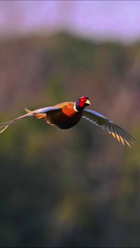 Common Pheasant Flying in the Air with Wings Spread Stock Footage 329910621