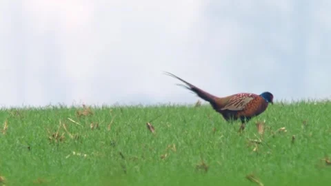 Common Pheasant Foraging in Agricultural Landscape at Autumn Sunrise | 4K W.. Stock-Footage 340044157