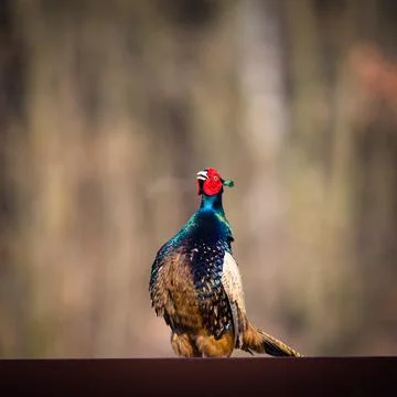 Common pheasant  in the grass Stock-Fotos