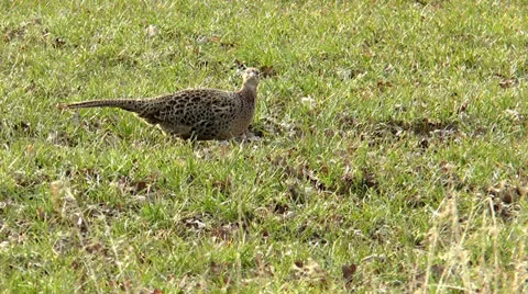 Common pheasant hen in aler Stock Footage 22480496