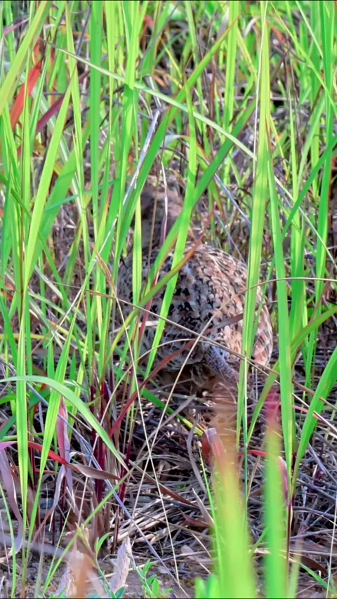 Common Pheasant Juvenile Alert at Grass Edge Stock Footage 342721729