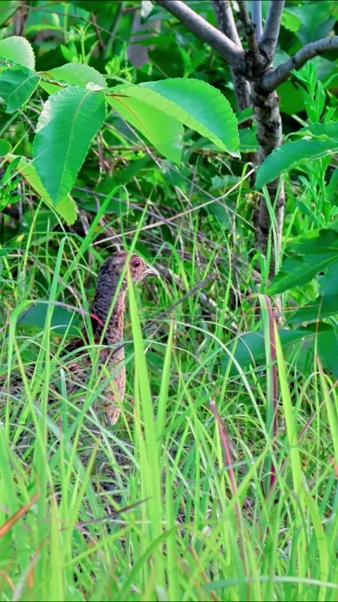Common Pheasant Juvenile Alert at Grass Edge Vídeos de archivo 342721974