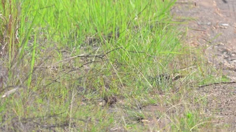 Common Pheasant Juvenile Foraging in Grass Stock-Footage 342578405