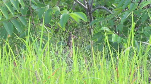 Common Pheasant Juvenile Motionless in Grass Concealment Stock-Footage 342578529