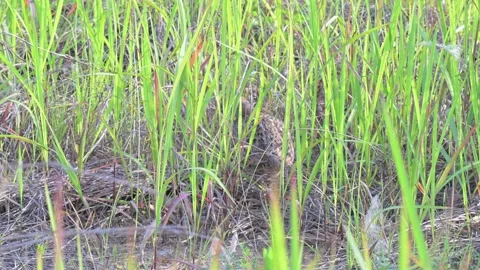Common Pheasant Juvenile Pecking at Ground Insects Stock-Footage 342578264