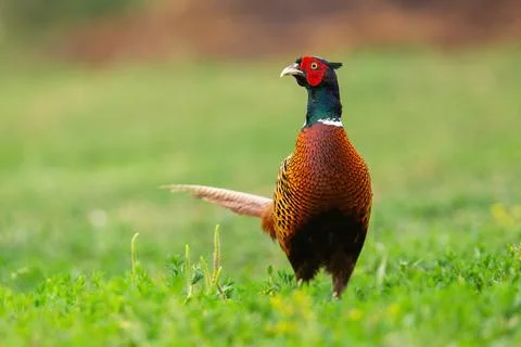 Common pheasant observing on pasture in spring nature 写真素材