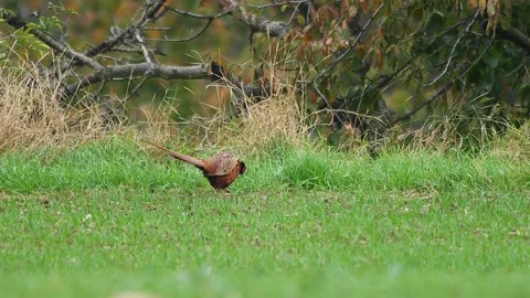Common Pheasant Observing Surroundings in Meadow During Rainy Spring Mornin.. Stock-Footage 339450858
